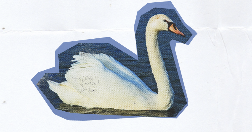 Ein weißer Schwan
